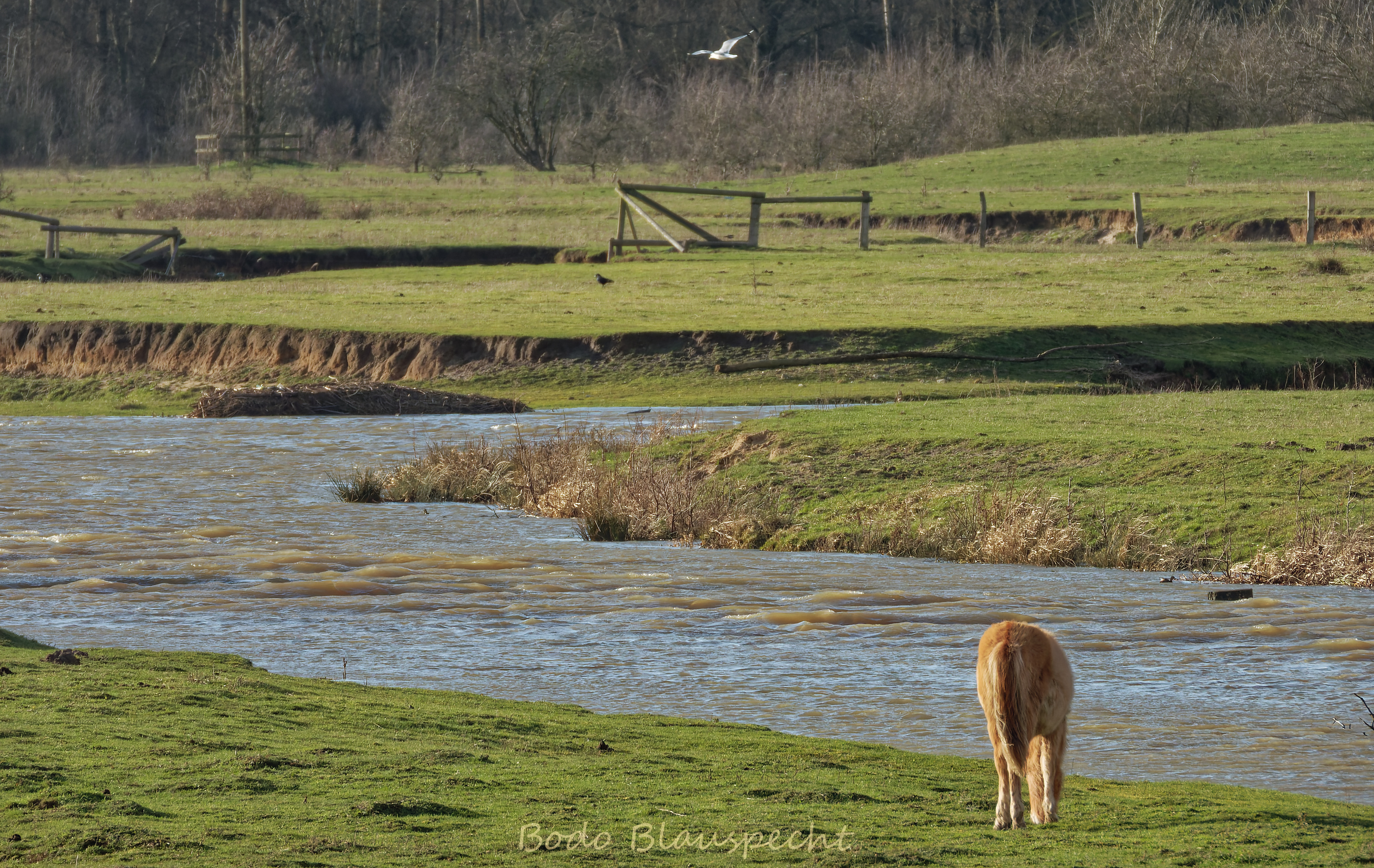 Hochwasser   Steveraue   2020.02.11 15.31 14 WEB